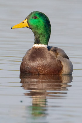 Mallard Image @ Kiwifoto.com