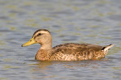 Mallard Photo @ Kiwifoto.com