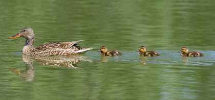 Mallard Picture @ Kiwifoto.com