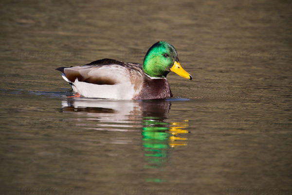 Mallard Image @ Kiwifoto.com