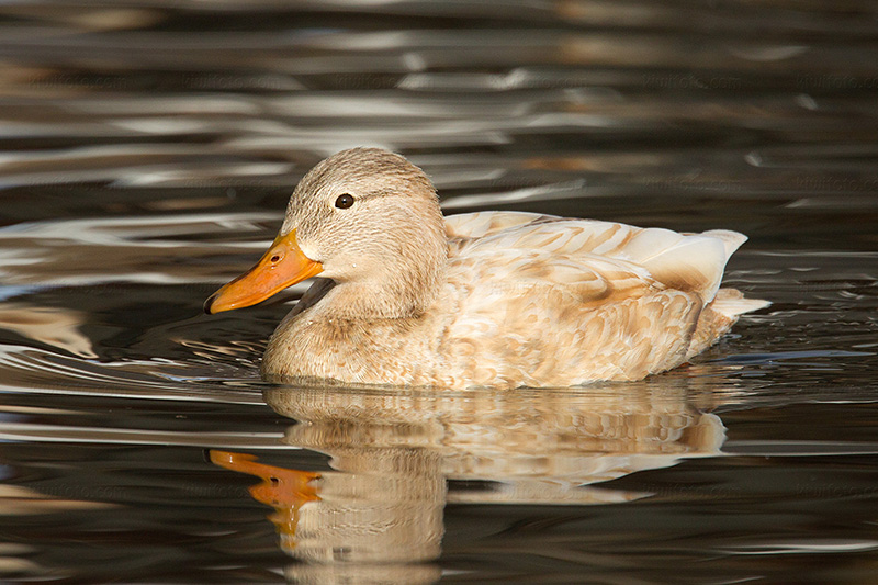 Mallard (Leucistic)