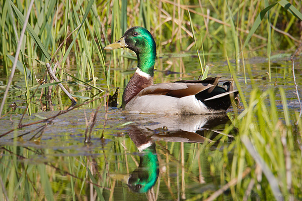 Mallard Picture @ Kiwifoto.com