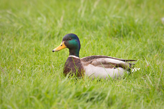 Mallard Image @ Kiwifoto.com