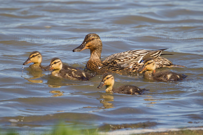 Mallard Picture @ Kiwifoto.com