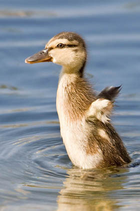Mallard Duckling