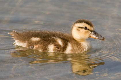 Mallard Duckling