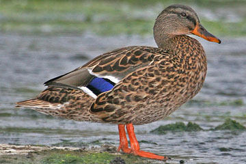 Mallard Picture @ Kiwifoto.com