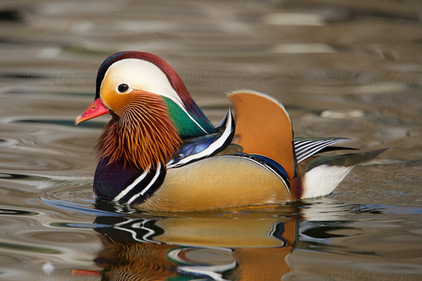 Mandarin Duck