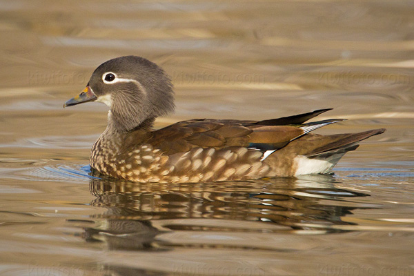 Mandarin Duck (female)