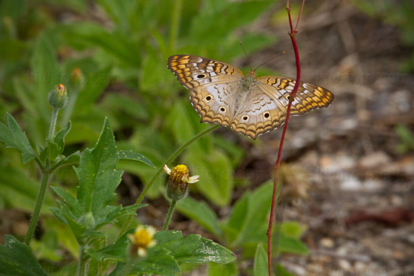 Mangrove Buckeye Picture @ Kiwifoto.com