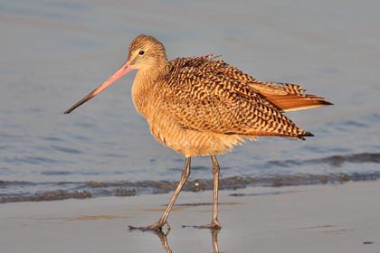 Marbled Godwit Image @ Kiwifoto.com