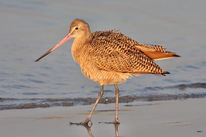 Marbled Godwit Picture @ Kiwifoto.com