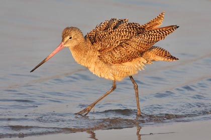Marbled Godwit Photo @ Kiwifoto.com
