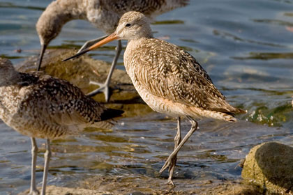 Marbled Godwit (juvenile)