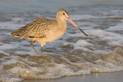 Marbled Godwit Image @ Kiwifoto.com