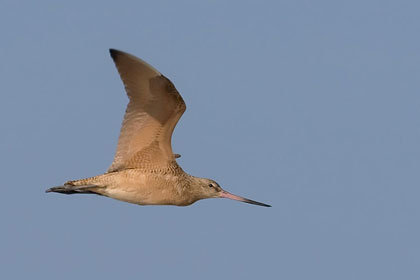 Marbled Godwit Image @ Kiwifoto.com