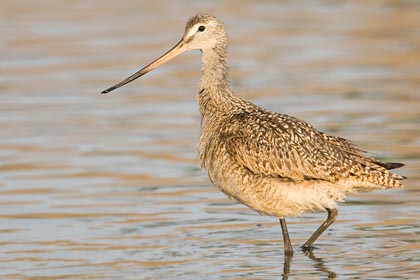 Marbled Godwit Picture @ Kiwifoto.com