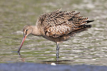 Marbled Godwit Picture @ Kiwifoto.com