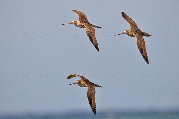 Marbled Godwit Image @ Kiwifoto.com