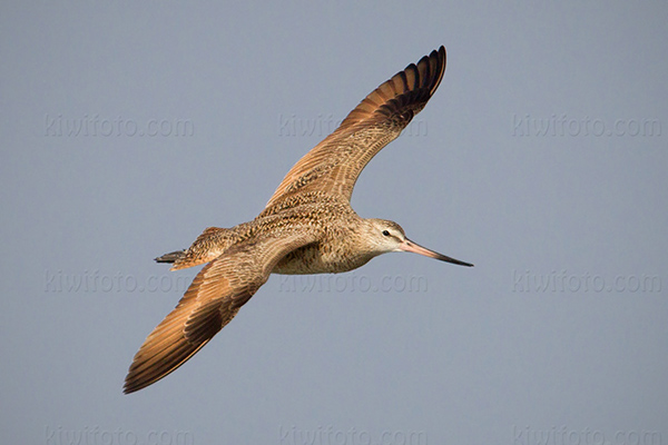 Marbled Godwit Image @ Kiwifoto.com