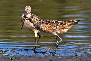 Marbled Godwit Image @ Kiwifoto.com