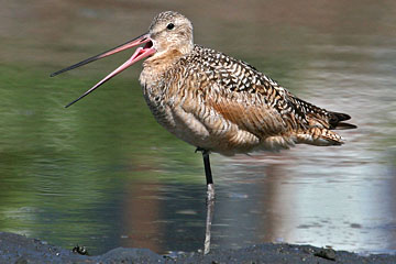 Marbled Godwit Photo @ Kiwifoto.com