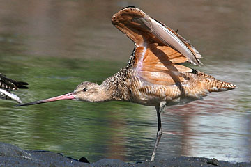 Marbled Godwit Photo @ Kiwifoto.com