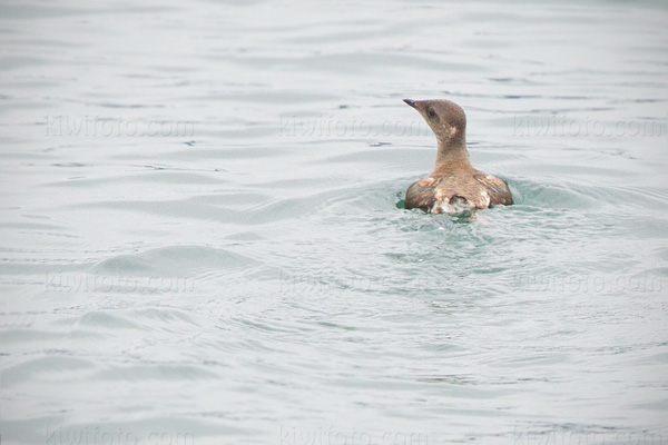 Marbled Murrelet Image @ Kiwifoto.com