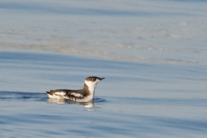 Marbled Murrelet Photo @ Kiwifoto.com