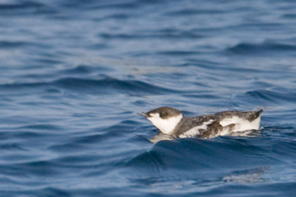 Marbled Murrelet Image @ Kiwifoto.com