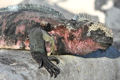 Marine Iguana Picture @ Kiwifoto.com