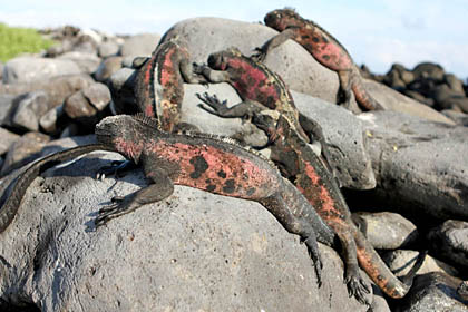 Marine Iguana Photo @ Kiwifoto.com