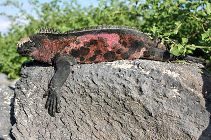 Marine Iguana Photo @ Kiwifoto.com