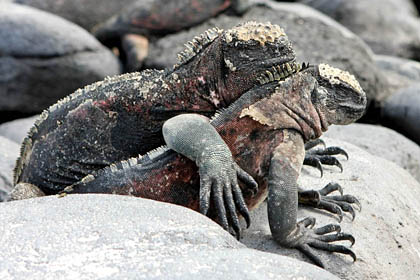 Marine Iguana Picture @ Kiwifoto.com