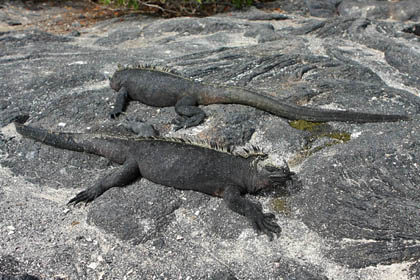 Marine Iguana (Fernandina  Amblyrhynchus cristatus)