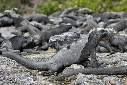 Marine Iguana (Fernandina  Amblyrhynchus cristatus)