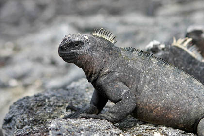 Marine Iguana (Fernandina  Amblyrhynchus cristatus)