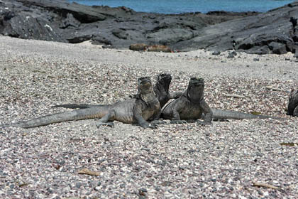 Marine Iguana (Fernandina  Amblyrhynchus cristatus)