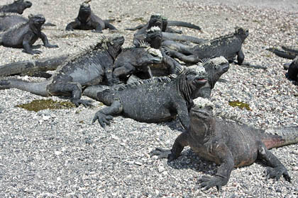 Marine Iguana (Fernandina  Amblyrhynchus cristatus)