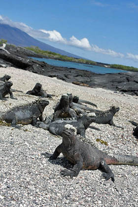 Marine Iguana (Fernandina  Amblyrhynchus cristatus)