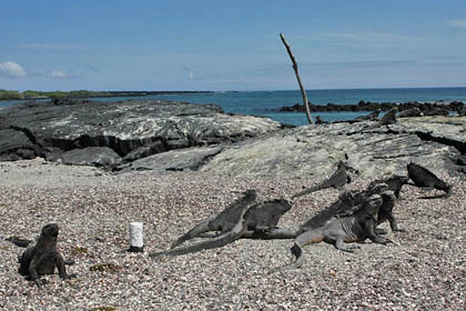 Marine Iguana (Fernandina  Amblyrhynchus cristatus)