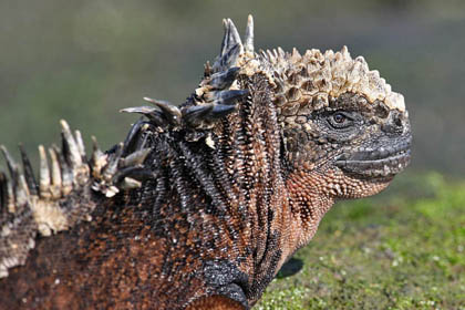 Marine Iguana (Santiago  Amblyrhynchus cristatus mertensi)