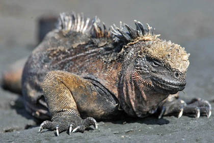 Marine Iguana (Santiago  Amblyrhynchus cristatus mertensi)