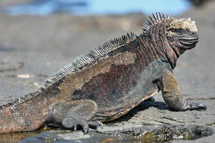 Marine Iguana (Santiago  Amblyrhynchus cristatus mertensi)