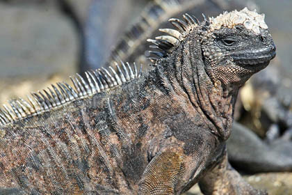 Marine Iguana (Santiago  Amblyrhynchus cristatus mertensi)