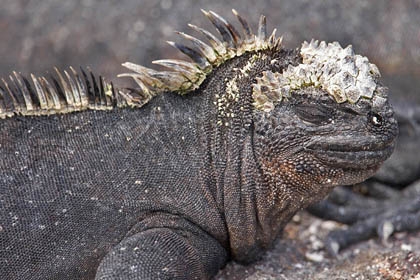 Marine Iguana (Fernandina  Amblyrhynchus cristatus)