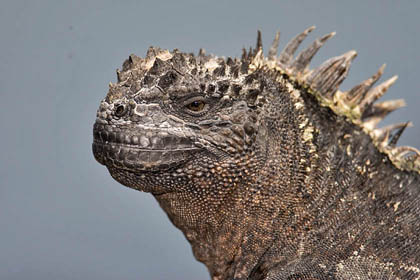 Marine Iguana (Fernandina  Amblyrhynchus cristatus)