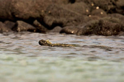 Marine Iguana (Fernandina  Amblyrhynchus cristatus)