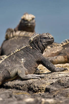 Marine Iguana (Fernandina  Amblyrhynchus cristatus)