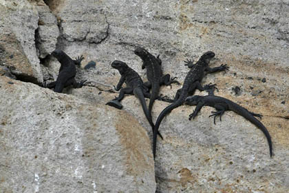 Marine Iguana Image @ Kiwifoto.com